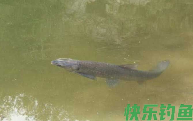 用什么小药钓青鱼草鱼？(图4)