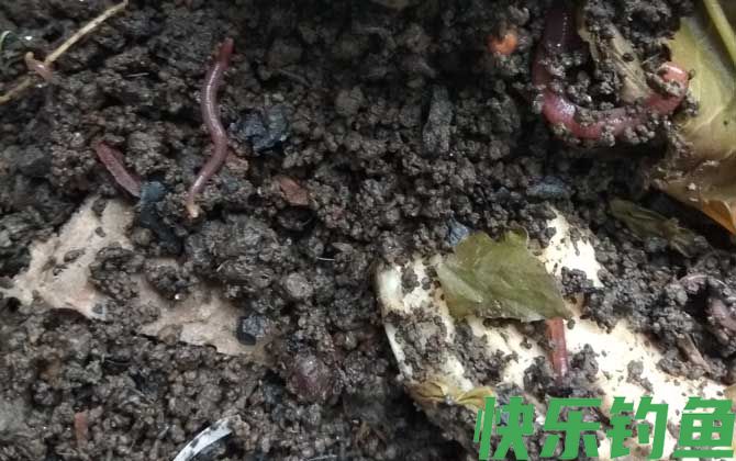 鲮鱼饵料大全及简单用法(图3)
