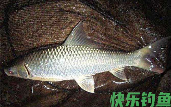 春季钓鱼饵料配方大全(图3)