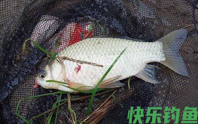 春季钓鱼饵料配方大全(图2)