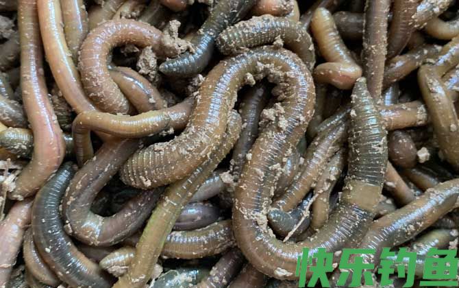鲶鱼最爱吃三种饵料(图1)