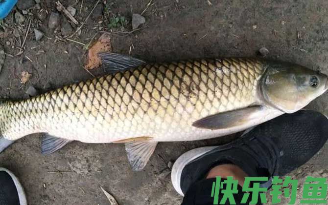草鱼最爱吃什么饵料？(图2)