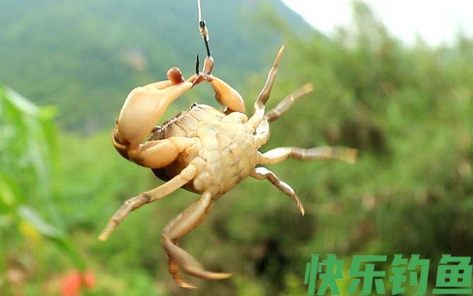 什么食物引诱螃蟹最快？(图3)