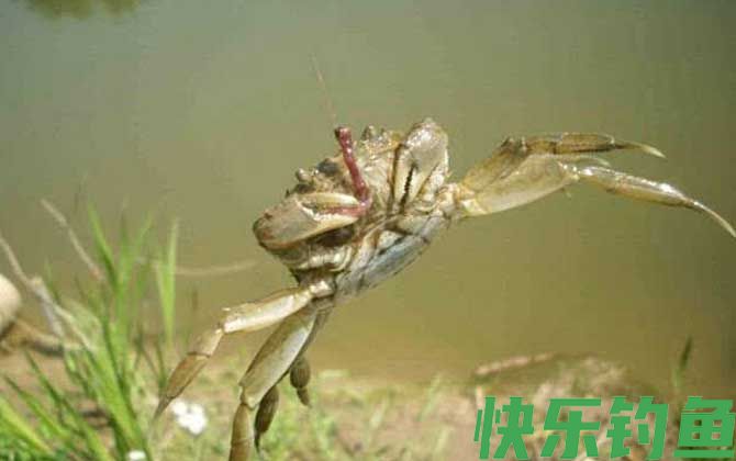 什么食物引诱螃蟹最快？(图1)