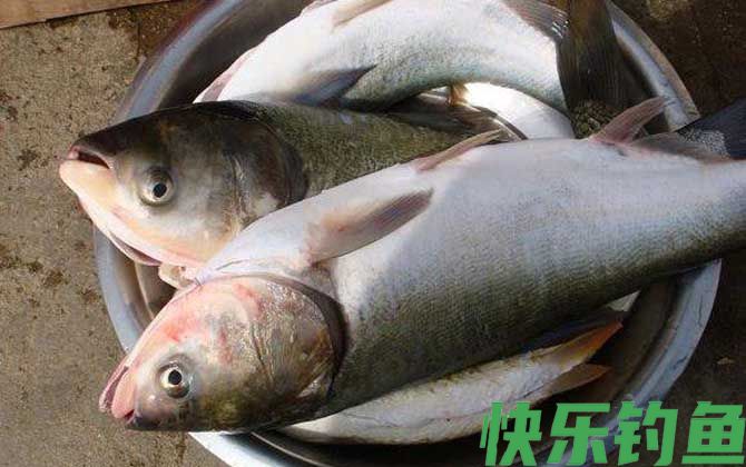 手竿钓鲢鳙商品饵料配方(图2)