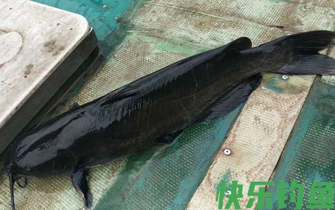 钓鮰鱼用什么饵料最好？(图2)