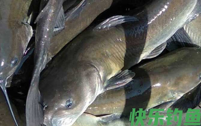 钓鮰鱼用什么饵料最好？(图1)