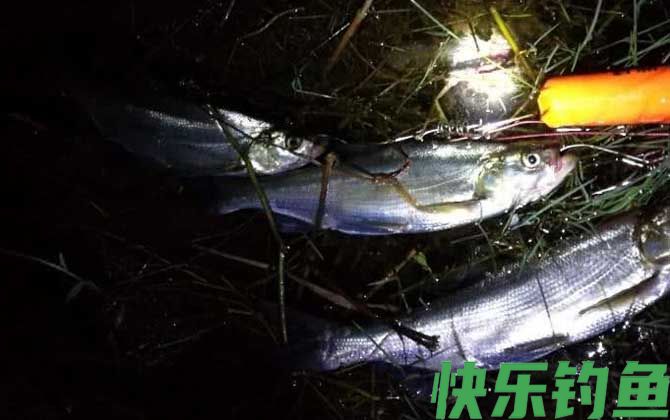夏天晚上钓鱼用什么饵料好？(图3)