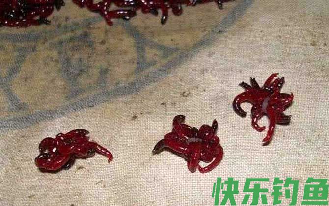 红虫钓鱼到底能不能吃？(图4)