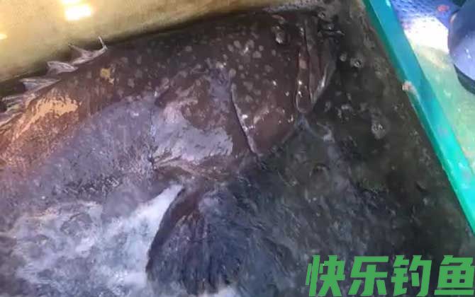 钓龙趸用什么饵料最好？(图2)