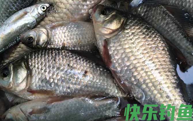 野钓鲫鱼最佳饵料配方(图1)