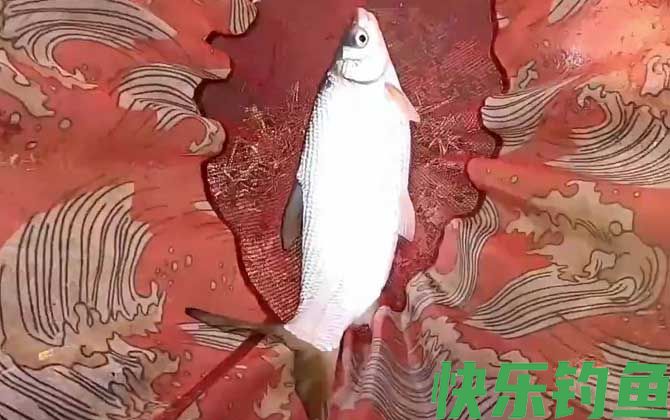 黄尾鱼最爱吃三种饵料(图2)