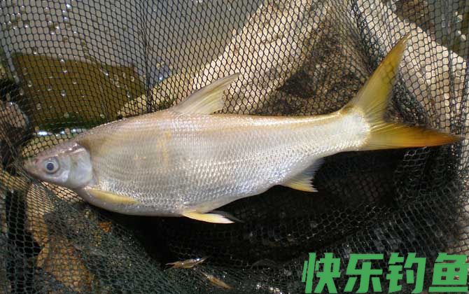 黄尾鱼最爱吃三种饵料(图1)