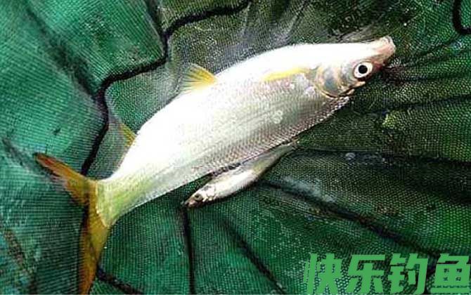 黄尾鱼最爱吃三种饵料(图3)