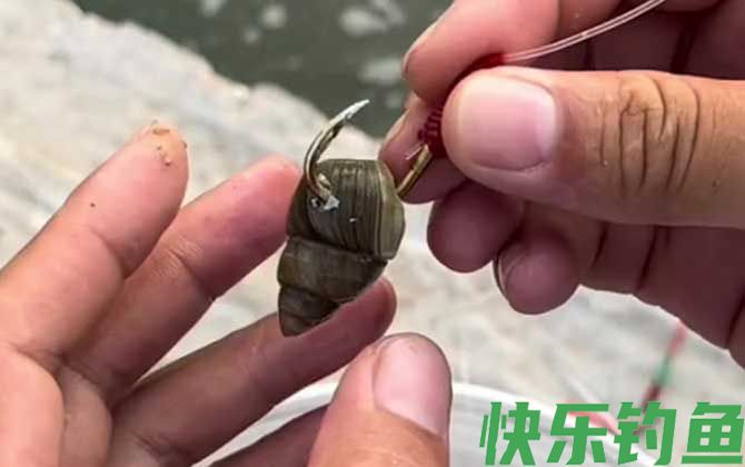 螺蛳钓鱼要去壳吗？(图3)
