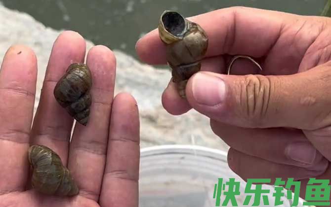 螺蛳钓鱼要去壳吗？(图2)