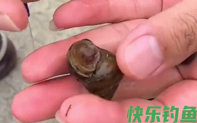 螺蛳钓鱼要去壳吗？(图1)
