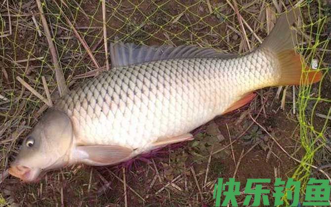 爆炸钩钓鲤鱼用什么饵料最好？(图2)