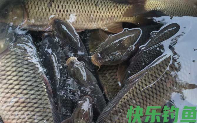 爆炸钩钓鲤鱼用什么饵料最好？(图6)