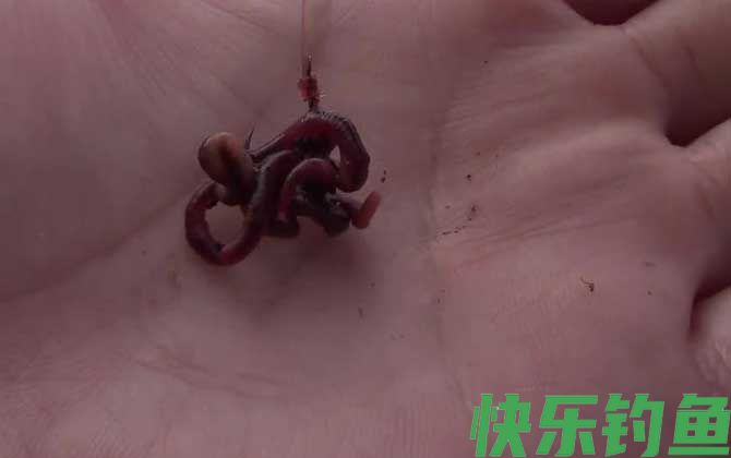 深秋钓鱼用什么饵料最好？(图1)