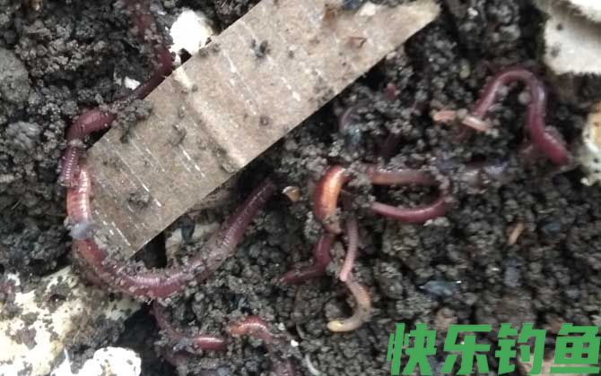 野钓饵料排行榜前十名(图1)