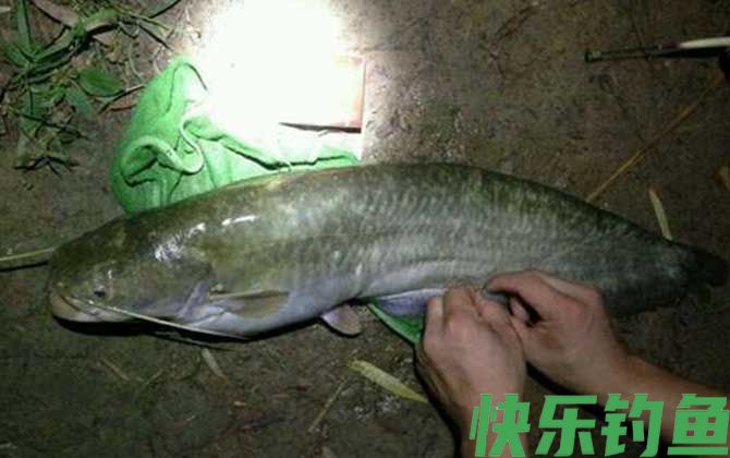 鸡肝钓什么鱼效果最好？(图2)