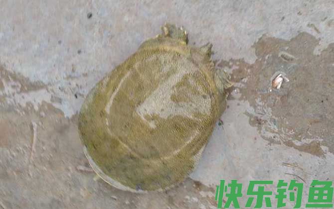 鸡肝钓什么鱼效果最好？(图4)