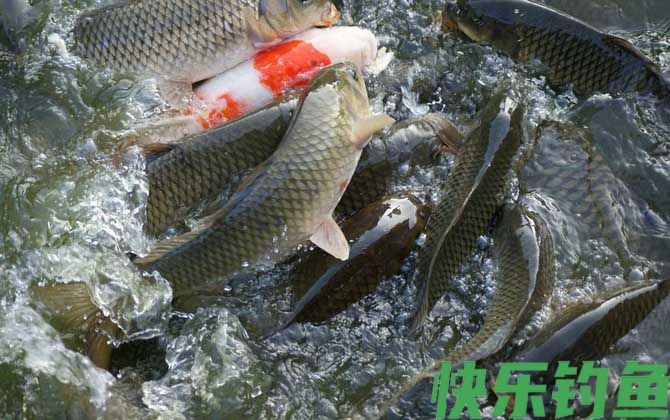 四季钓鲤鱼饵料配方大全(图3)
