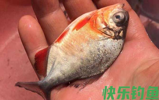 淡水白鲳鱼用什么饵料钓？(图1)