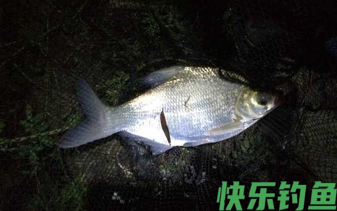 夜钓用什么饵料好？(图1)