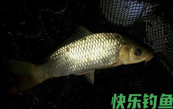 夜晚钓鲤鱼用什么饵料最好？(图2)