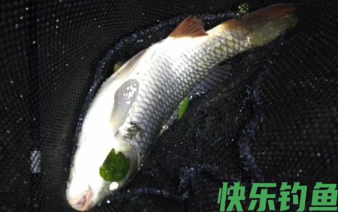 夜晚钓鲤鱼用什么饵料最好？(图3)