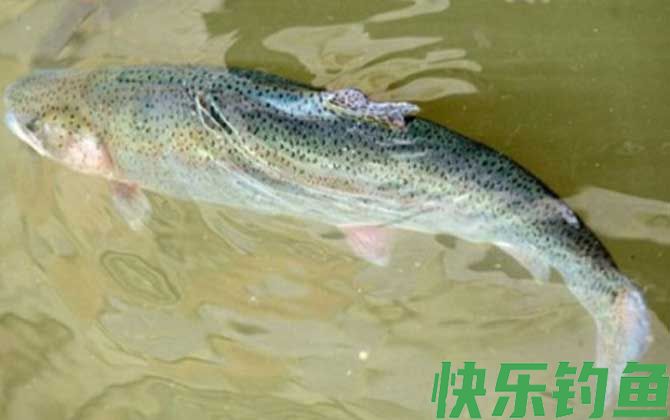 虹鳟鱼用什么鱼饵钓？(图3)