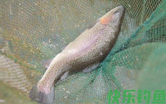 虹鳟鱼用什么鱼饵钓？(图1)