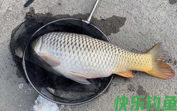 初夏钓鲤鱼饵料配方大全(图1)