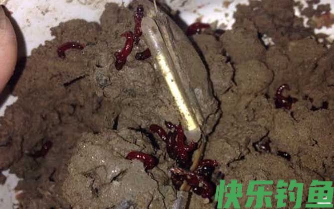 红虫是什么的幼虫？(图3)