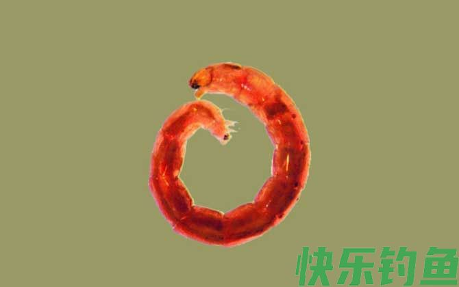 红虫是什么的幼虫？(图2)