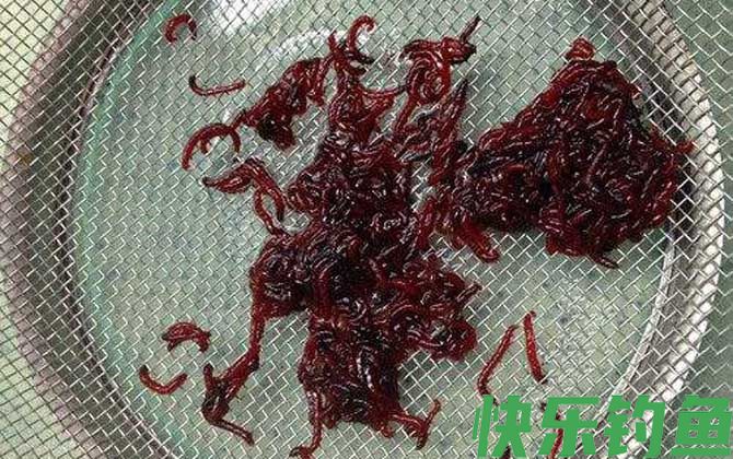 红虫是什么的幼虫？(图5)