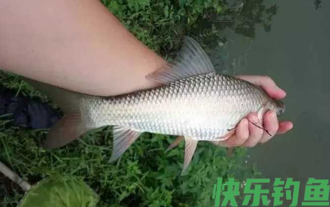 速攻918能不能钓鲮鱼？(图2)
