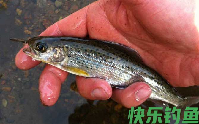 钓鳟鱼用什么鱼饵最好？(图3)