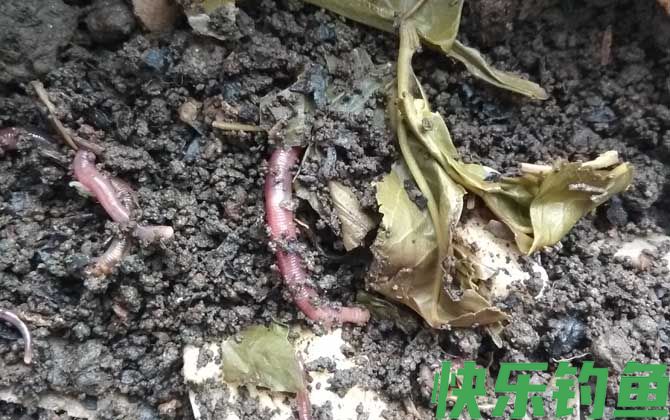 钓鲫鱼用蚯蚓好还是红虫好？(图2)