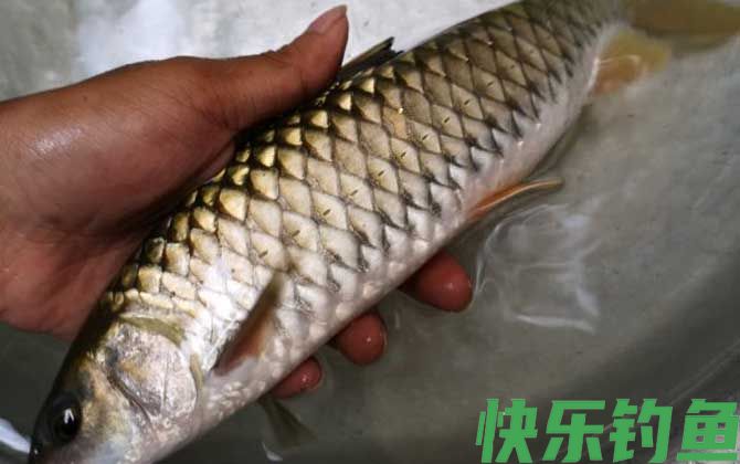 钓军鱼用什么打窝用什么作饵？(图1)