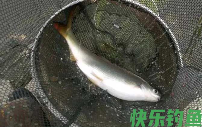 野钓黄尾鱼用什么饵料好？(图1)
