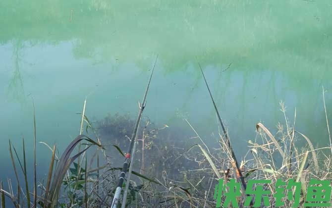 水库钓鱼打窝用什么窝料？(图2)