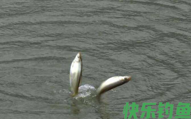 野钓黄尾鱼用什么饵料好？(图3)
