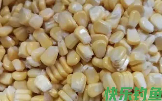新鲜玉米能直接钓鱼吗？(图1)