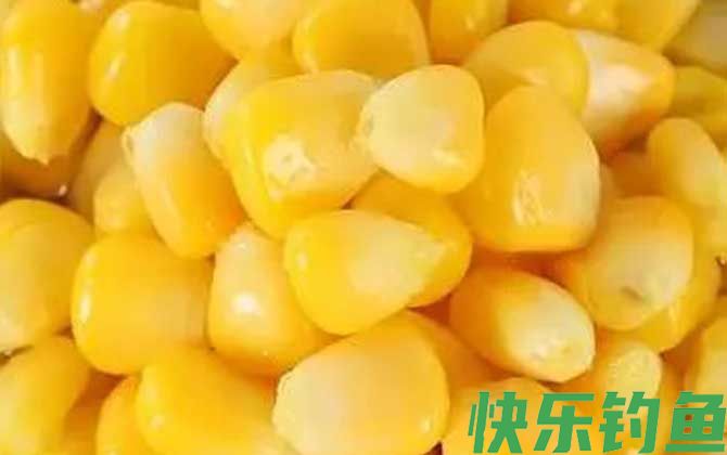 新鲜玉米能直接钓鱼吗？(图4)