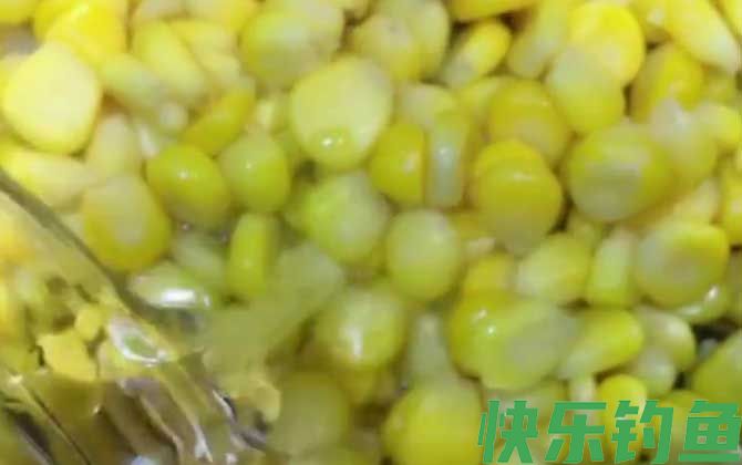 新鲜玉米能直接钓鱼吗？(图3)