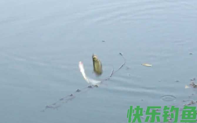 白条鱼吃蚯蚓吗？(图3)