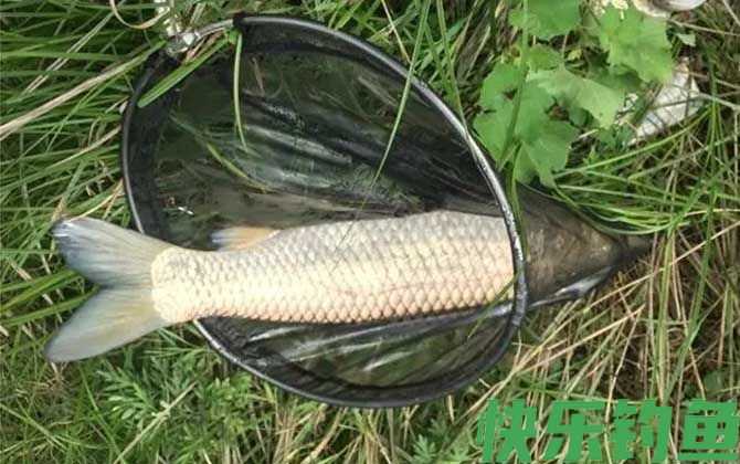 什么味道吸引草鱼？(图2)